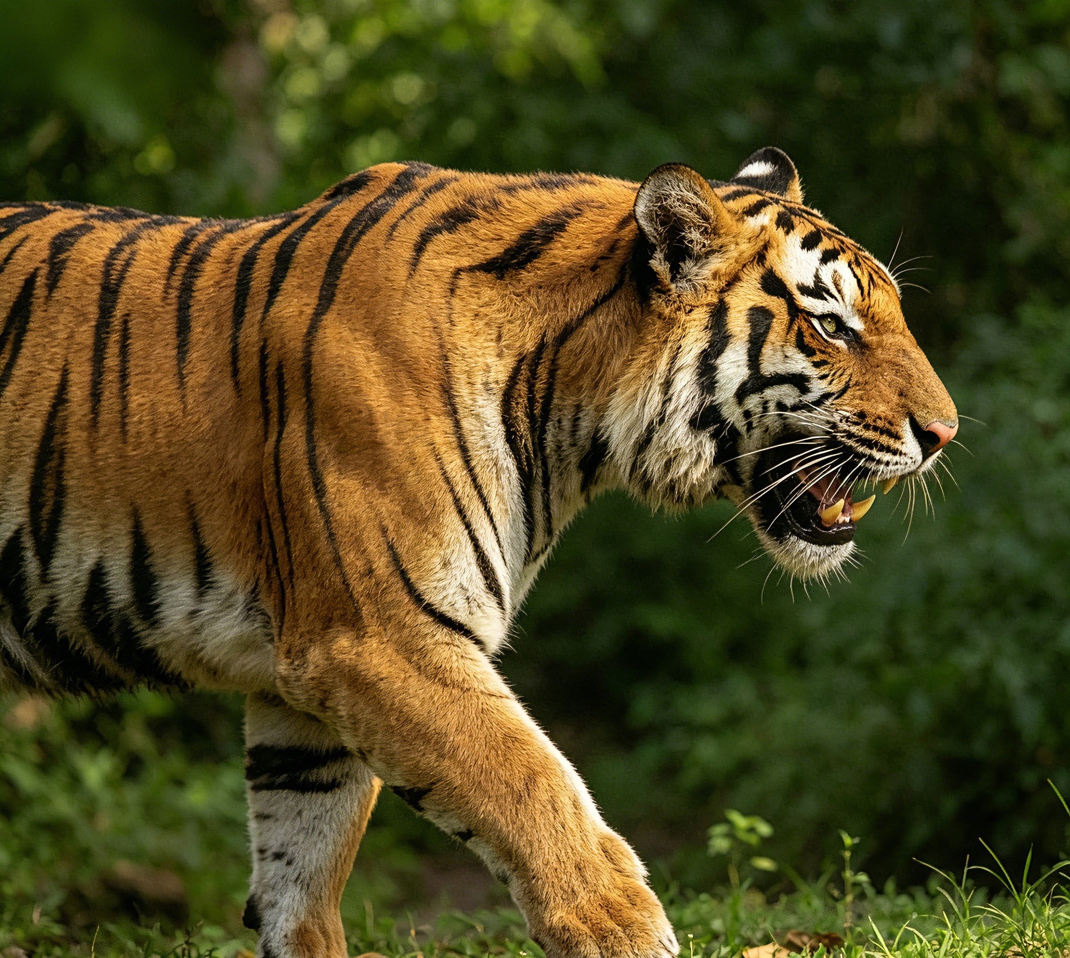 Climbing Tiger